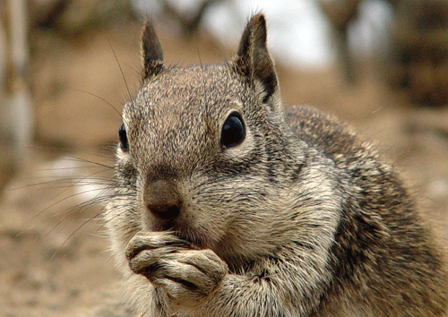 Totally Nuts Totally Nuts