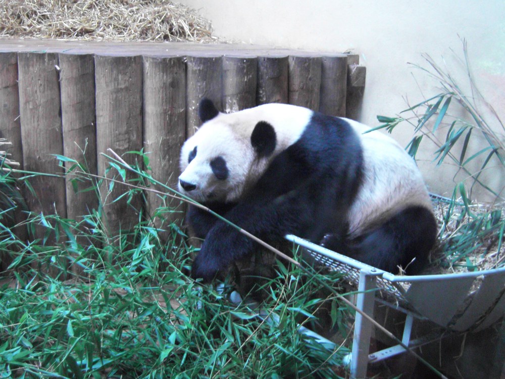 Yang Guang gets through 55kg of bamboo every day, almost double what Tian Tian eats. £70,000 of bamboo will be eaten by the pair in a year. Yang Guang gets through 55kg of bamboo every day, almost double what Tian Tian eats. £70,000 of bamboo will be eaten by the pair in a year.