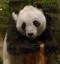 Sadly, Ching Ching died before she had any cubs. Sadly, Ching Ching died before she had any cubs.