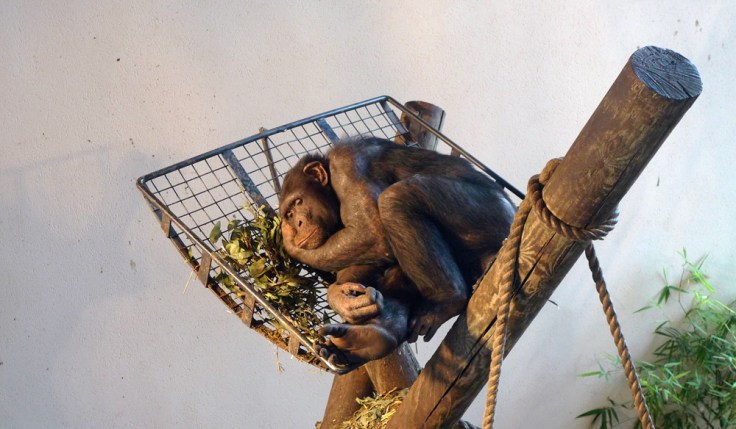 Chimpanzee (Pan troglodytes)