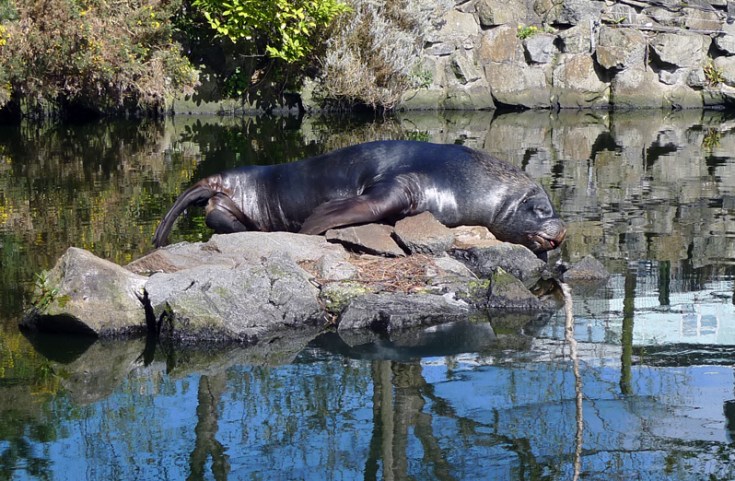 Black Stork (Ciconia nigra)