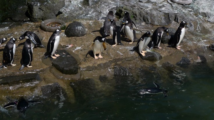 Gentoo Penguin (Pygoscelis papua)