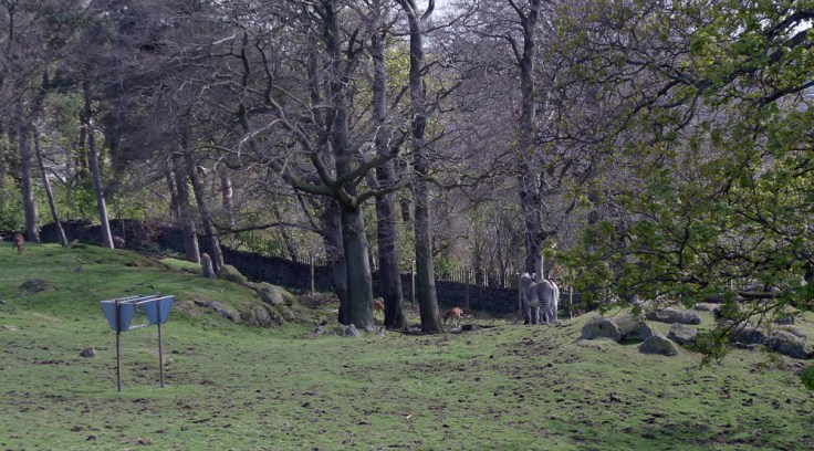 Grevy's Zebra (Equus grevyi)