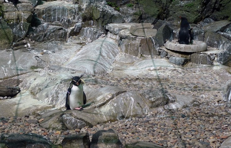 Rockhopper Penguin (Eudyptes moseleyi)