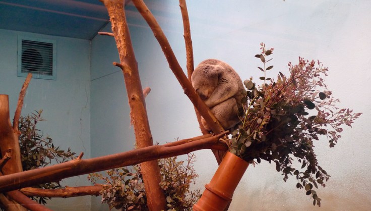 Queensland Koala (Phascolarctos cinereus adustus)