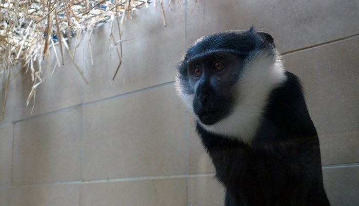 Diana Monkey (Cercopithecus diana diana)
