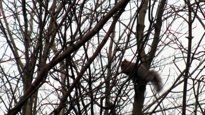 10th b'ak'tun squirrel