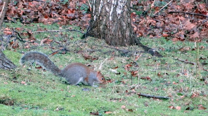 11th b'ak'tun squirrel