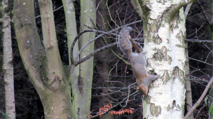 12th b'ak'tun squirrel