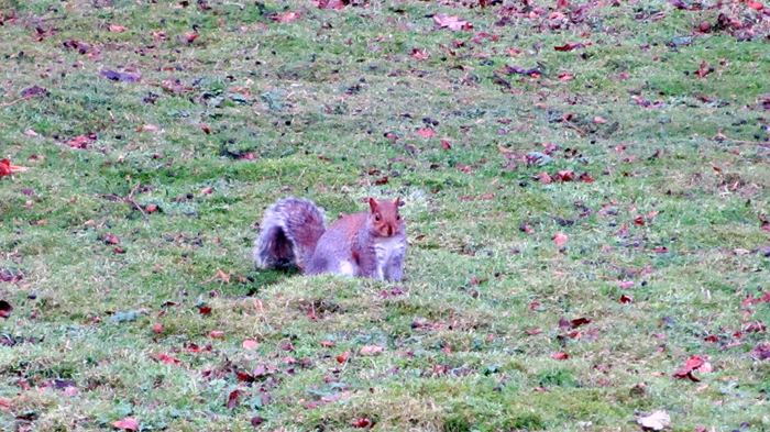 2nd b'ak'tun squirrel