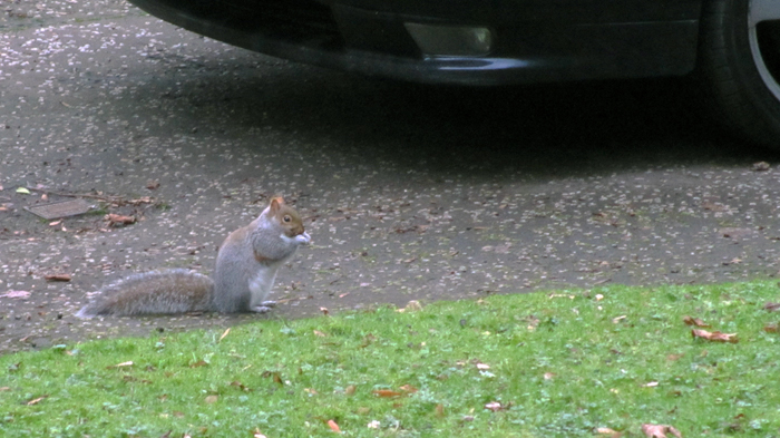 3rd b'ak'tun squirrel