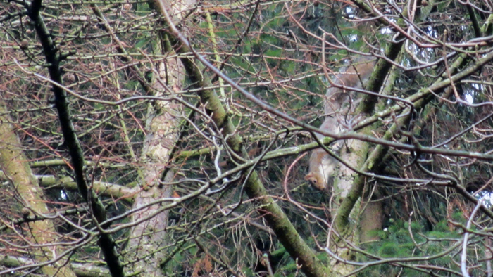 4th b'ak'tun squirrel