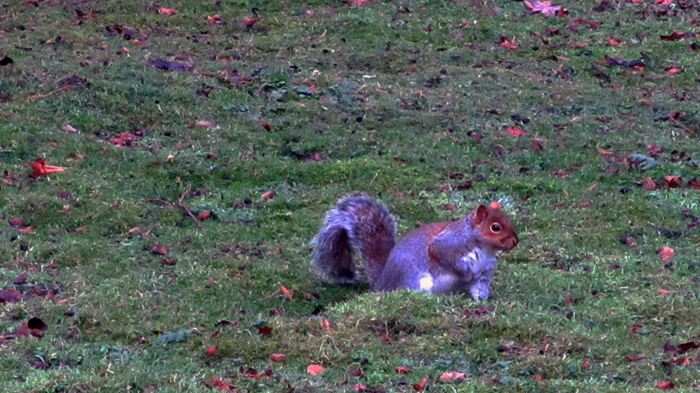 6th b'ak'tun squirrel