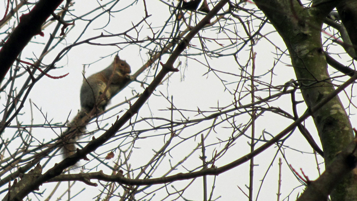 7th b'ak'tun squirrel