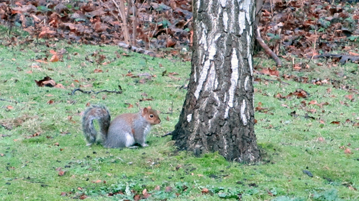 8th b'ak'tun squirrel