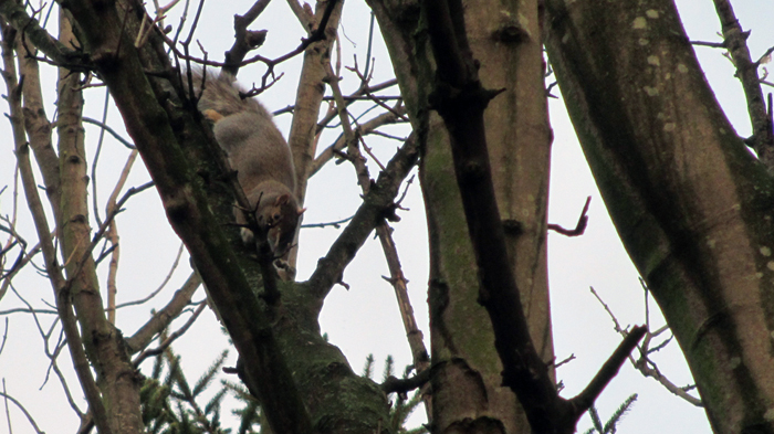 9th b'ak'tun squirrel